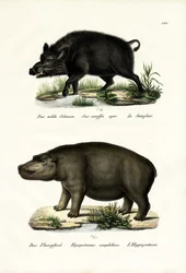 Wildschwein, 1824